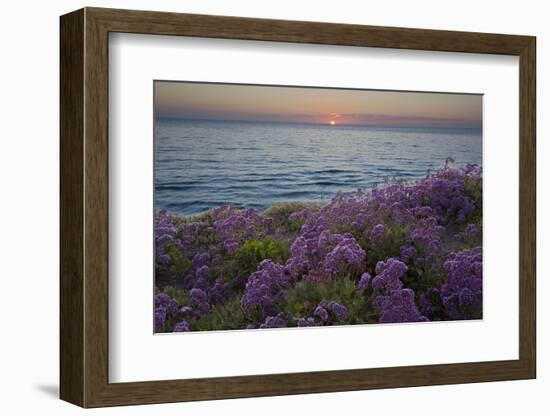 Flowers at Sunset, Del Mar Coast California, USA-Charles Gurche-Framed Photographic Print