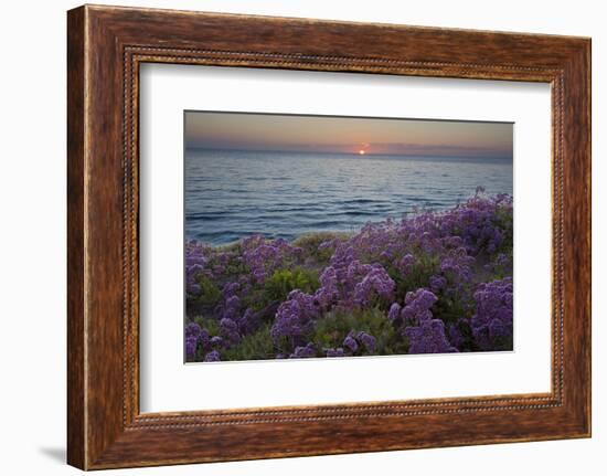 Flowers at Sunset, Del Mar Coast California, USA-Charles Gurche-Framed Photographic Print