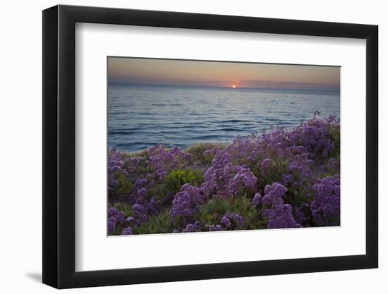 Flowers at Sunset, Del Mar Coast California, USA-Charles Gurche-Framed Photographic Print