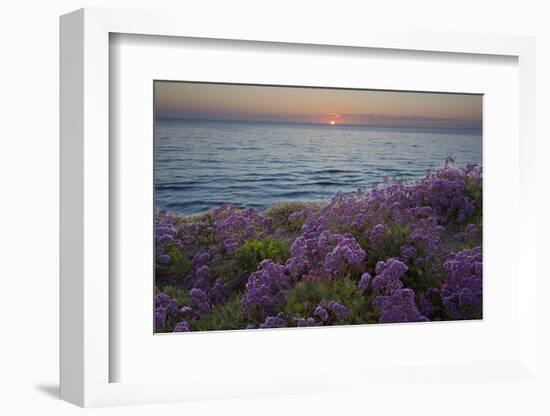 Flowers at Sunset, Del Mar Coast California, USA-Charles Gurche-Framed Photographic Print