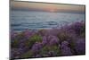 Flowers at Sunset, Del Mar Coast California, USA-Charles Gurche-Mounted Photographic Print