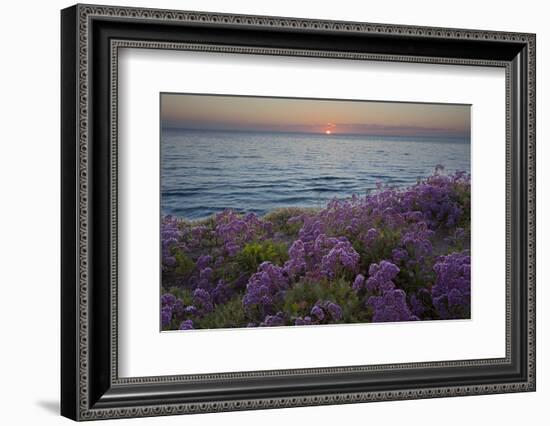 Flowers at Sunset, Del Mar Coast California, USA-Charles Gurche-Framed Photographic Print