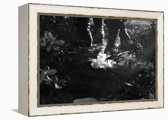 Flowers at Vietnam Memorial Washington DC-null-Framed Stretched Canvas