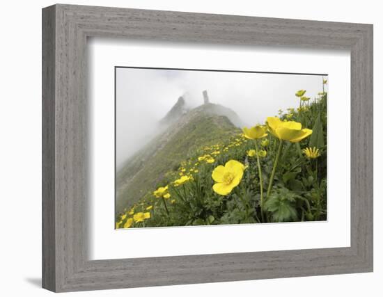 Flowers, Balang Mountain, Wolong National Nature Reserve, Sichuan Province, China-Dong Lei-Framed Photographic Print