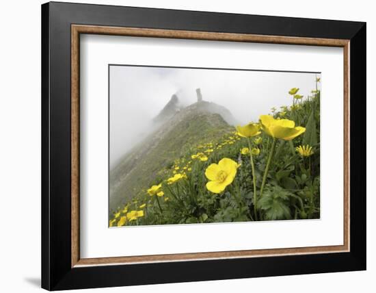 Flowers, Balang Mountain, Wolong National Nature Reserve, Sichuan Province, China-Dong Lei-Framed Photographic Print