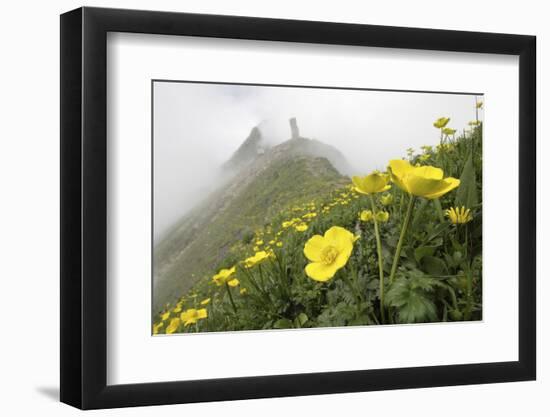Flowers, Balang Mountain, Wolong National Nature Reserve, Sichuan Province, China-Dong Lei-Framed Photographic Print