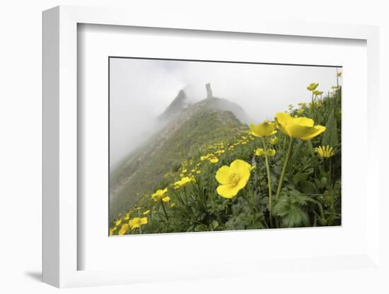 Flowers, Balang Mountain, Wolong National Nature Reserve, Sichuan Province, China-Dong Lei-Framed Photographic Print