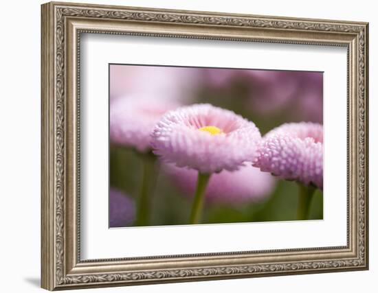 Flowers, Bellis, Pink, Close-Up-Brigitte Protzel-Framed Photographic Print