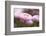 Flowers, Bellis, Pink, Close-Up-Brigitte Protzel-Framed Photographic Print