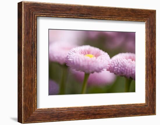 Flowers, Bellis, Pink, Close-Up-Brigitte Protzel-Framed Photographic Print