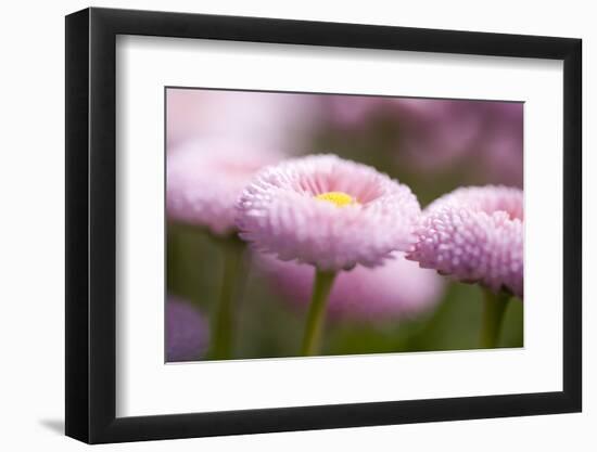 Flowers, Bellis, Pink, Close-Up-Brigitte Protzel-Framed Photographic Print