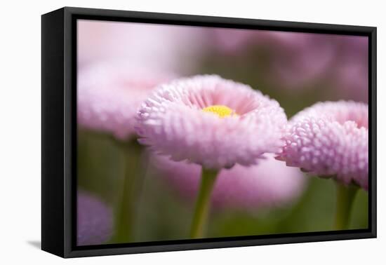 Flowers, Bellis, Pink, Close-Up-Brigitte Protzel-Framed Premier Image Canvas