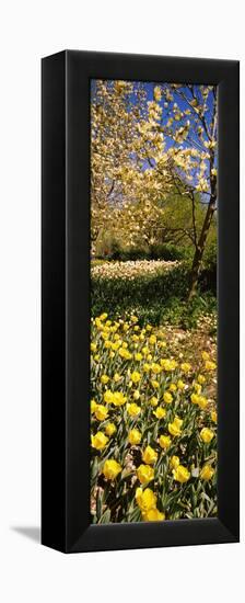 Flowers Blooming in a Park, Central Park, Manhattan, New York City, New York State, Usa-null-Framed Stretched Canvas