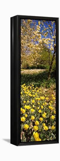 Flowers Blooming in a Park, Central Park, Manhattan, New York City, New York State, Usa-null-Framed Stretched Canvas