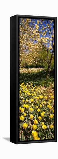 Flowers Blooming in a Park, Central Park, Manhattan, New York City, New York State, Usa-null-Framed Stretched Canvas
