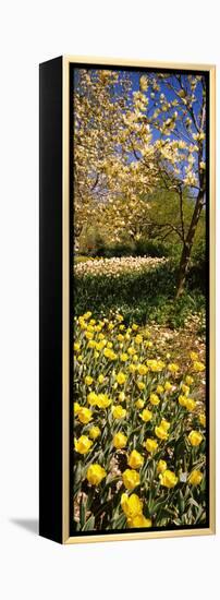 Flowers Blooming in a Park, Central Park, Manhattan, New York City, New York State, Usa-null-Framed Stretched Canvas