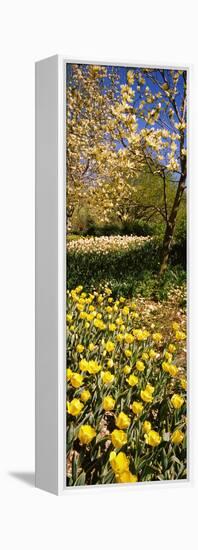 Flowers Blooming in a Park, Central Park, Manhattan, New York City, New York State, Usa-null-Framed Stretched Canvas