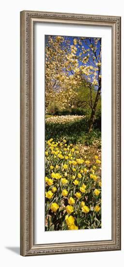 Flowers Blooming in a Park, Central Park, Manhattan, New York City, New York State, Usa-null-Framed Photographic Print