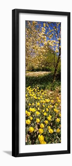 Flowers Blooming in a Park, Central Park, Manhattan, New York City, New York State, Usa-null-Framed Photographic Print