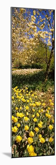 Flowers Blooming in a Park, Central Park, Manhattan, New York City, New York State, Usa-null-Mounted Photographic Print
