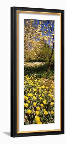 Flowers Blooming in a Park, Central Park, Manhattan, New York City, New York State, Usa-null-Framed Photographic Print