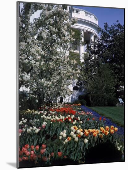 Flowers Blooming in the The White House Gardens-George Silk-Mounted Photographic Print