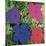 Flowers, C. 1964 (1 Purple, 1 Blue, 1 Pink, 1 Red)-Andy Warhol-Mounted Art Print