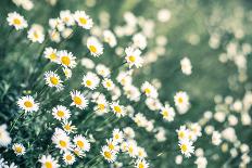 Daisy Field, Shallow D.O.F-Flowers-Photographic Print