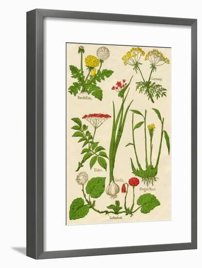 Flowers: Dandelion, Caraway, Elder, Garlic, Coltsfoot, Ginger Root, c1940-Unknown-Framed Giclee Print