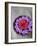 Flowers Floating in Bowl of Water-Douglas Peebles-Framed Photographic Print