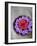 Flowers Floating in Bowl of Water-Douglas Peebles-Framed Photographic Print