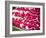 Flowers for offering at a Hindu temple, New Delhi, India, Asia-Matthew Williams-Ellis-Framed Photographic Print