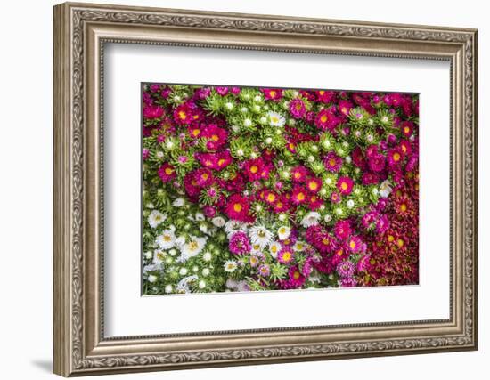 Flowers for Sale at Hsipaw (Thibaw) Market, Shan State, Myanmar (Burma), Asia-Matthew Williams-Ellis-Framed Photographic Print