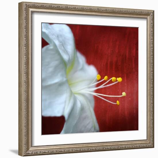 Flowers for Zoe-Philippe Sainte-Laudy-Framed Photographic Print