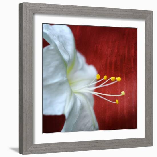 Flowers for Zoe-Philippe Sainte-Laudy-Framed Photographic Print