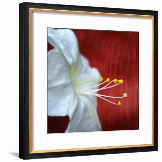 Flowers for Zoe-Philippe Sainte-Laudy-Framed Photographic Print