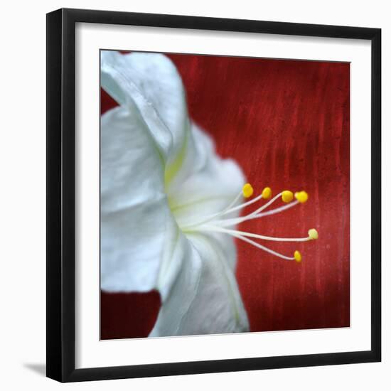 Flowers for Zoe-Philippe Sainte-Laudy-Framed Photographic Print