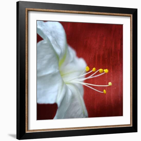 Flowers for Zoe-Philippe Sainte-Laudy-Framed Photographic Print