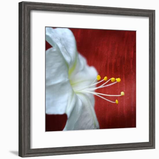 Flowers for Zoe-Philippe Sainte-Laudy-Framed Photographic Print