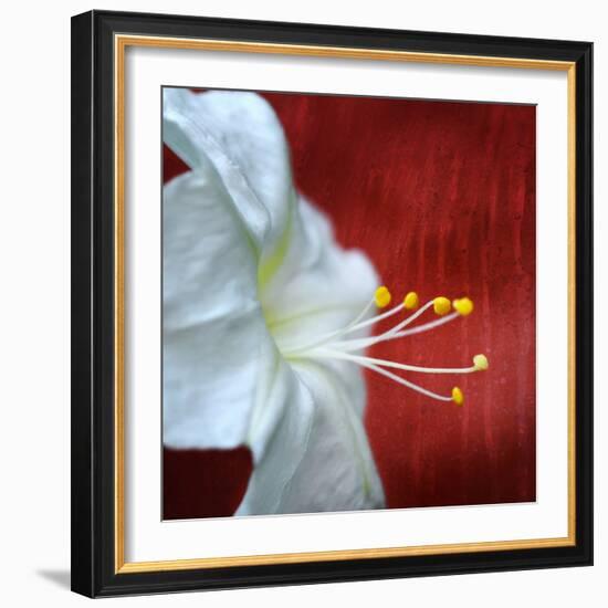 Flowers for Zoe-Philippe Sainte-Laudy-Framed Photographic Print