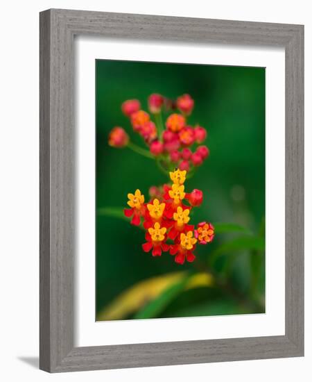 Flowers from Guatemala-Scott Bennion-Framed Photo