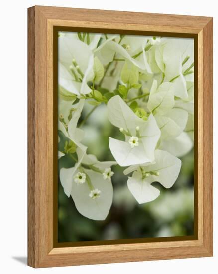 Flowers, Goa, India-R H Productions-Framed Premier Image Canvas