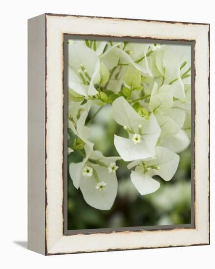 Flowers, Goa, India-R H Productions-Framed Premier Image Canvas