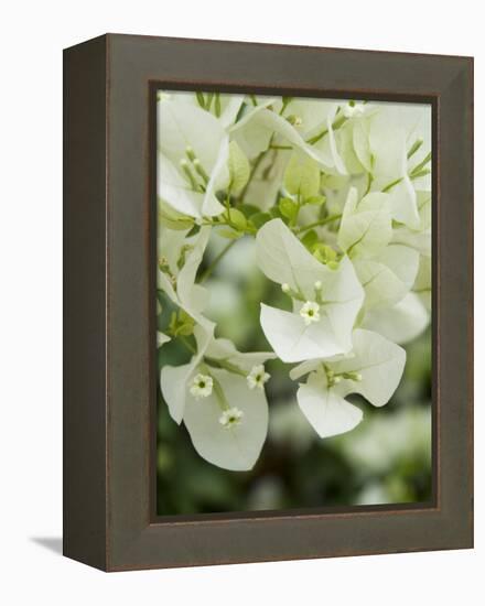 Flowers, Goa, India-R H Productions-Framed Premier Image Canvas