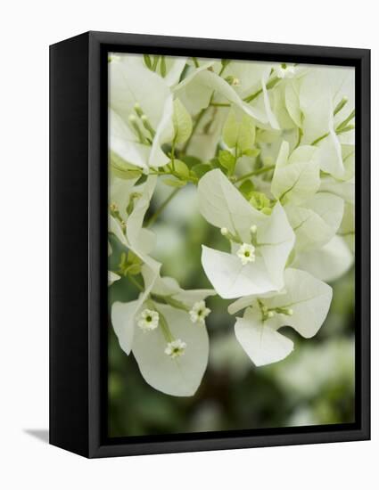 Flowers, Goa, India-R H Productions-Framed Premier Image Canvas