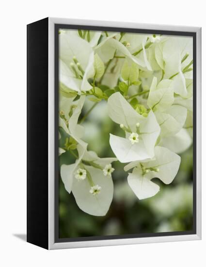 Flowers, Goa, India-R H Productions-Framed Premier Image Canvas