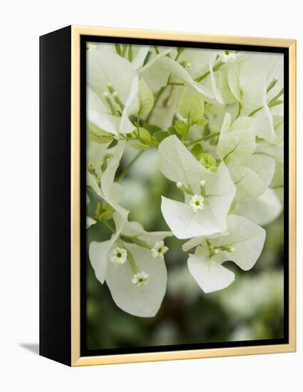 Flowers, Goa, India-R H Productions-Framed Premier Image Canvas