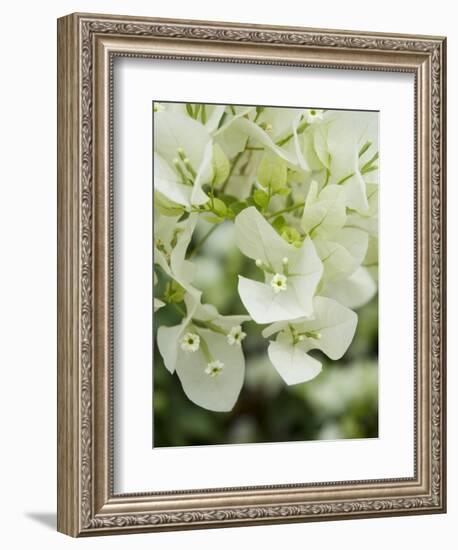 Flowers, Goa, India-R H Productions-Framed Photographic Print