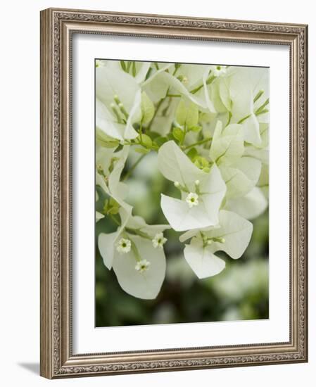 Flowers, Goa, India-R H Productions-Framed Photographic Print