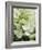 Flowers, Goa, India-R H Productions-Framed Photographic Print